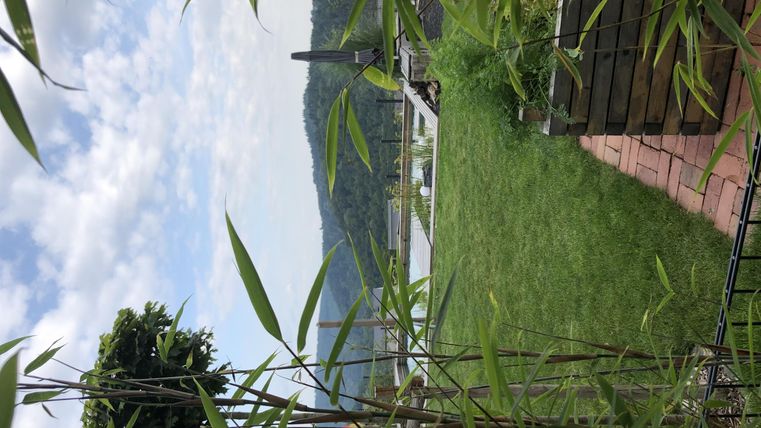 Een groene weide met bamboeplanten en uitzicht op een rivier of meer. Op de achtergrond zijn zachte heuvels en een bewolkte lucht te zien.