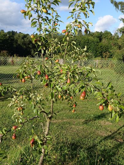 Un petit pommier chargé de pommes mûres se dresse sur une prairie. À l'arrière-plan, on aperçoit des arbres et une clôture.