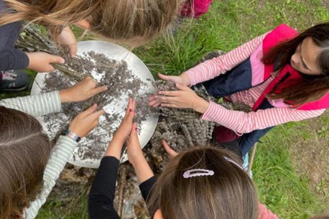 Eine Gruppe von Kindern arbeitet gemeinsam an einem Tisch. Sie sammeln und verarbeiten Lavendel in der Natur.