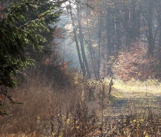 Un chemin forestier automnal dans la vallée du Grimbach, bordé de feuillages colorés et éclairé par de doux rayons de soleil., © V. Teuschler