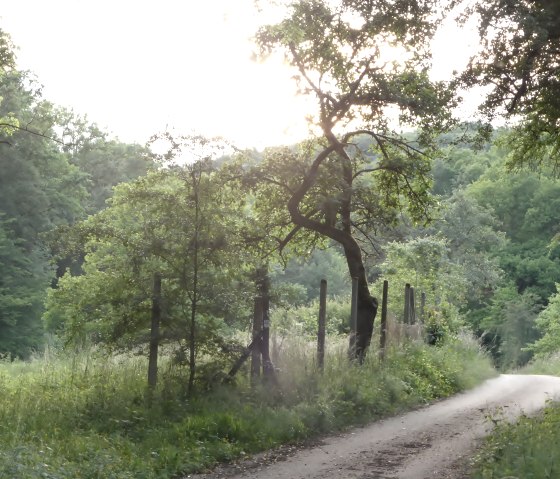 Een smal pad baant zich een weg door een groen landschap, omzoomd met bomen en weiden, in het zachte licht van de ondergaande zon., &copy; Elke Wagner, Felsenland S&uuml;deifel Tourismus GmbH